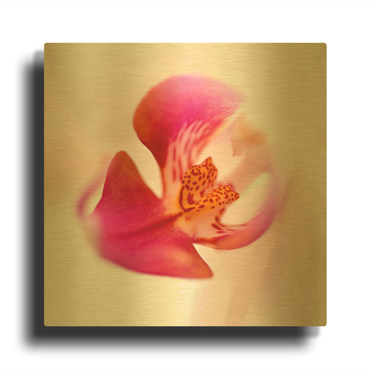 'Pink Orchid Close up 01' By Tom Quartermaine Gold Metal Wall Art