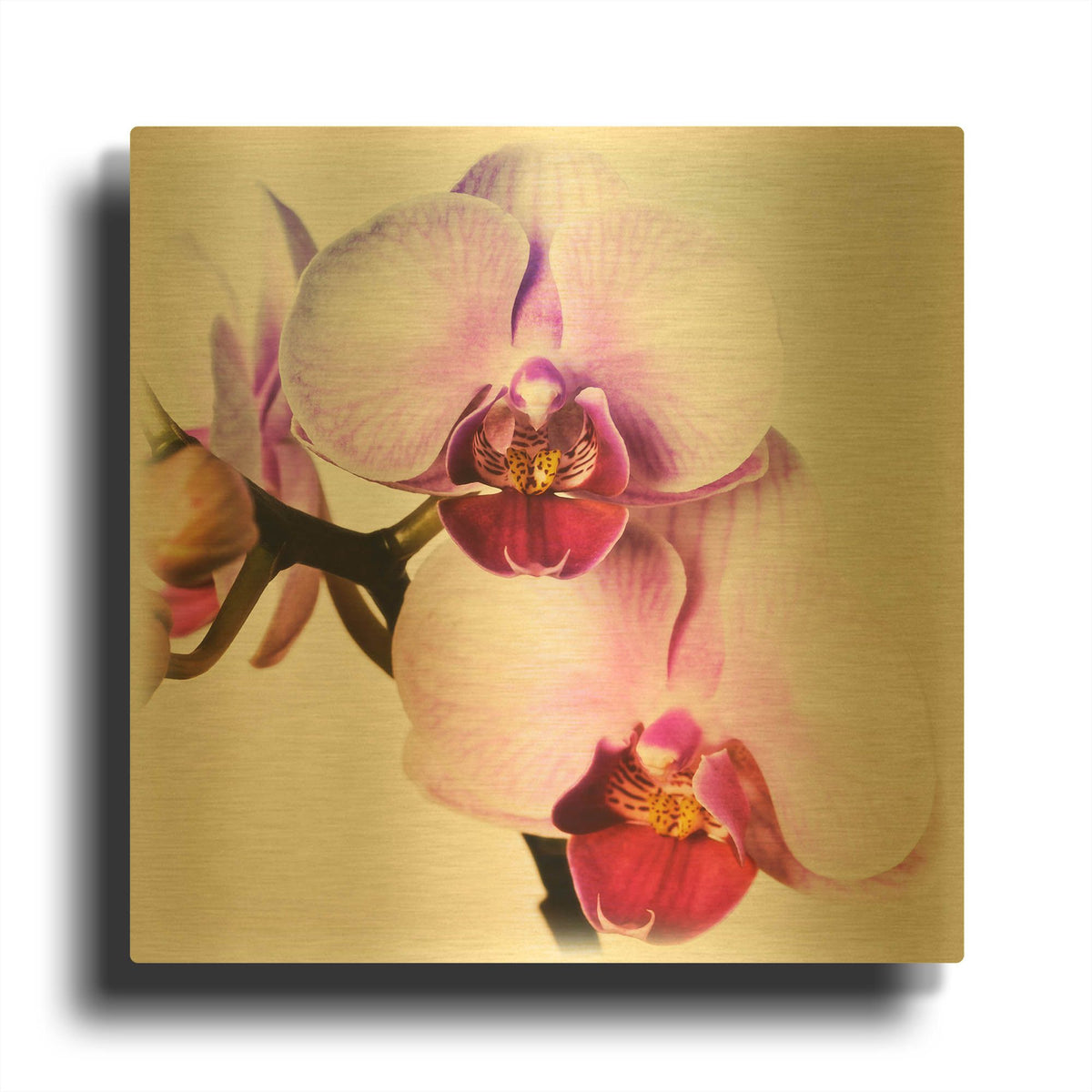 'Pink Orchid Close up 02' By Tom Quartermaine Gold Metal Wall Art