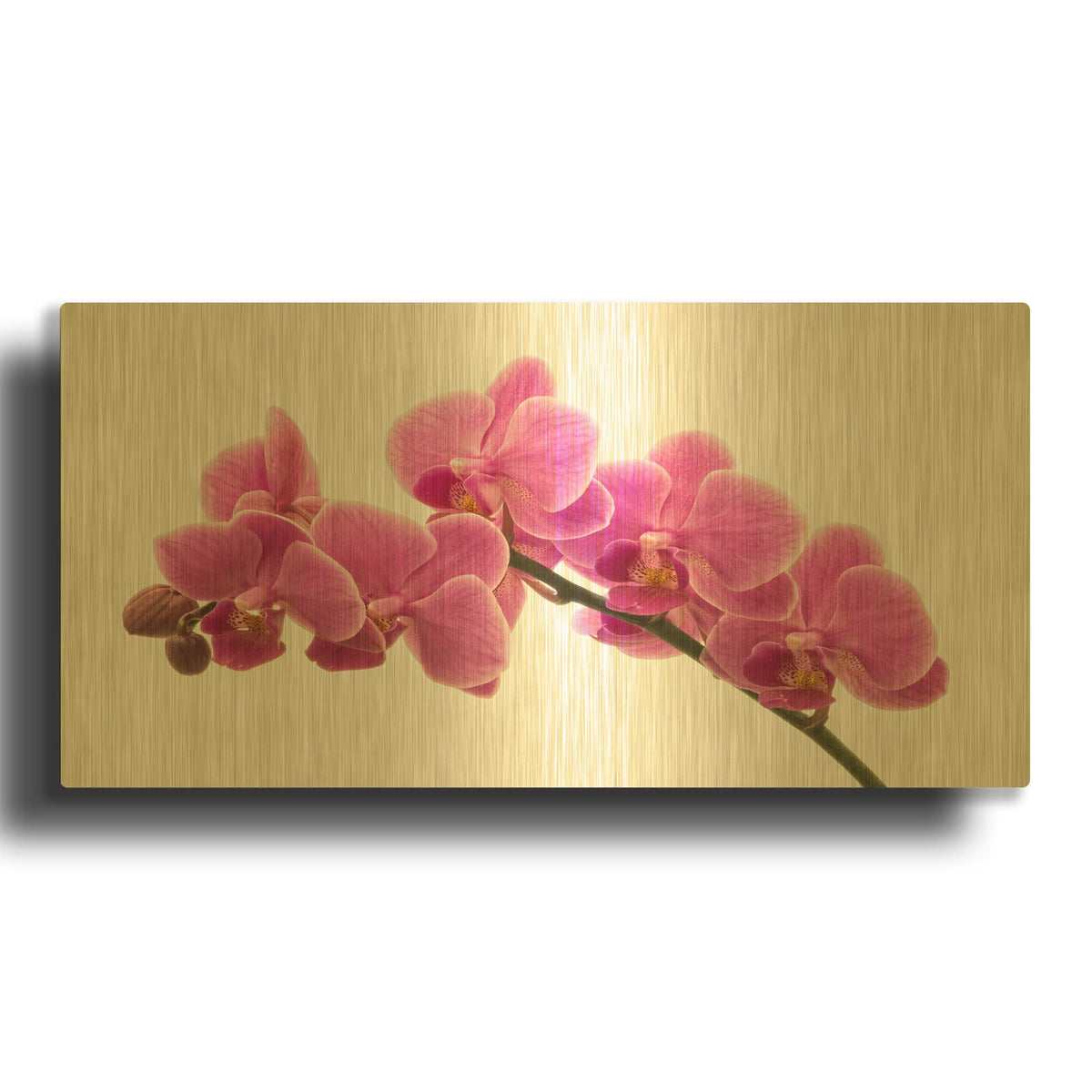 'Pink Orchid on White 01' By Tom Quartermaine Gold Metal Wall Art