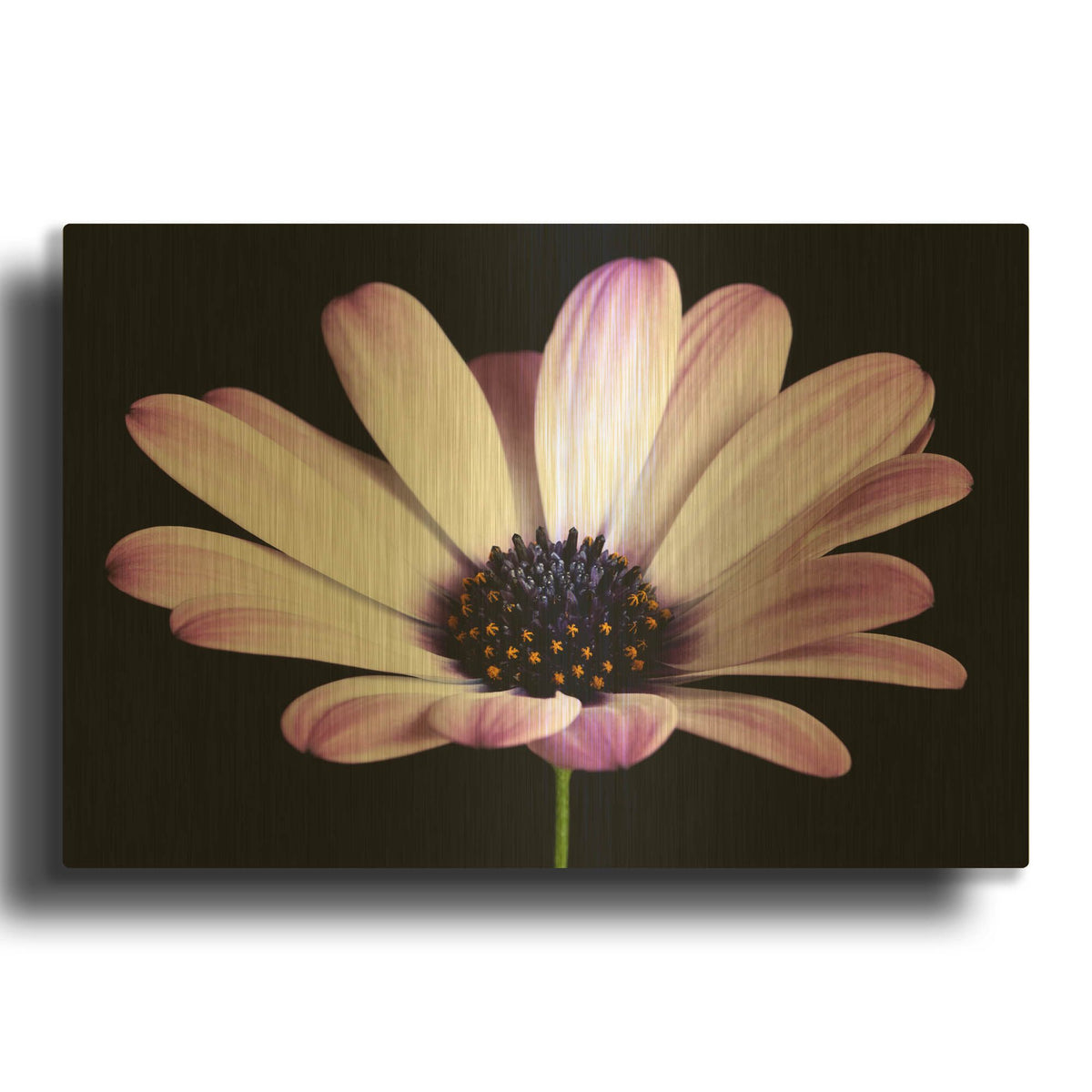 'Pink Osteospurmum Black 04' By Tom Quartermaine Gold Metal Wall Art