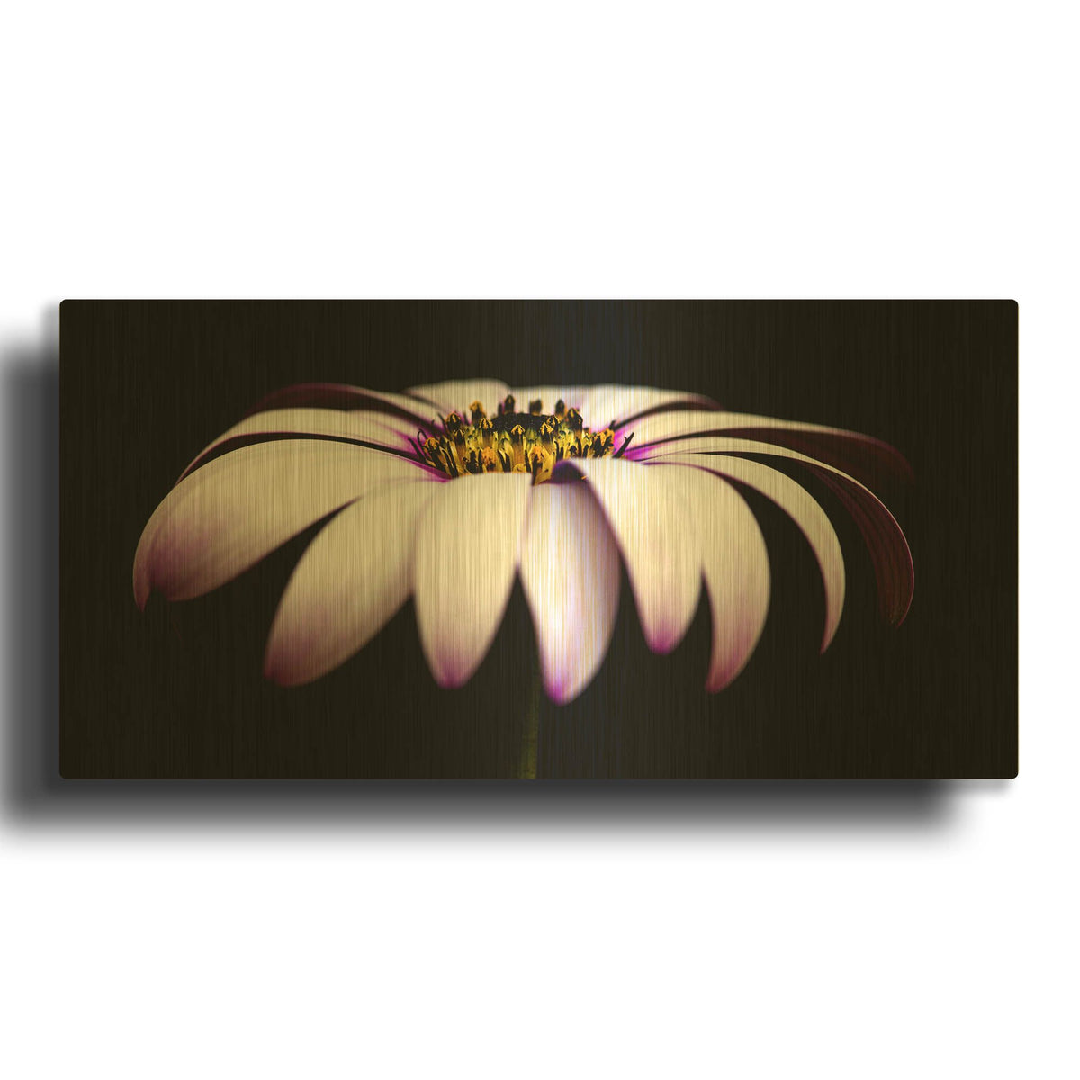 'Pink Osteospurmum on Black Panoramic' By Tom Quartermaine Gold Metal Wall Art
