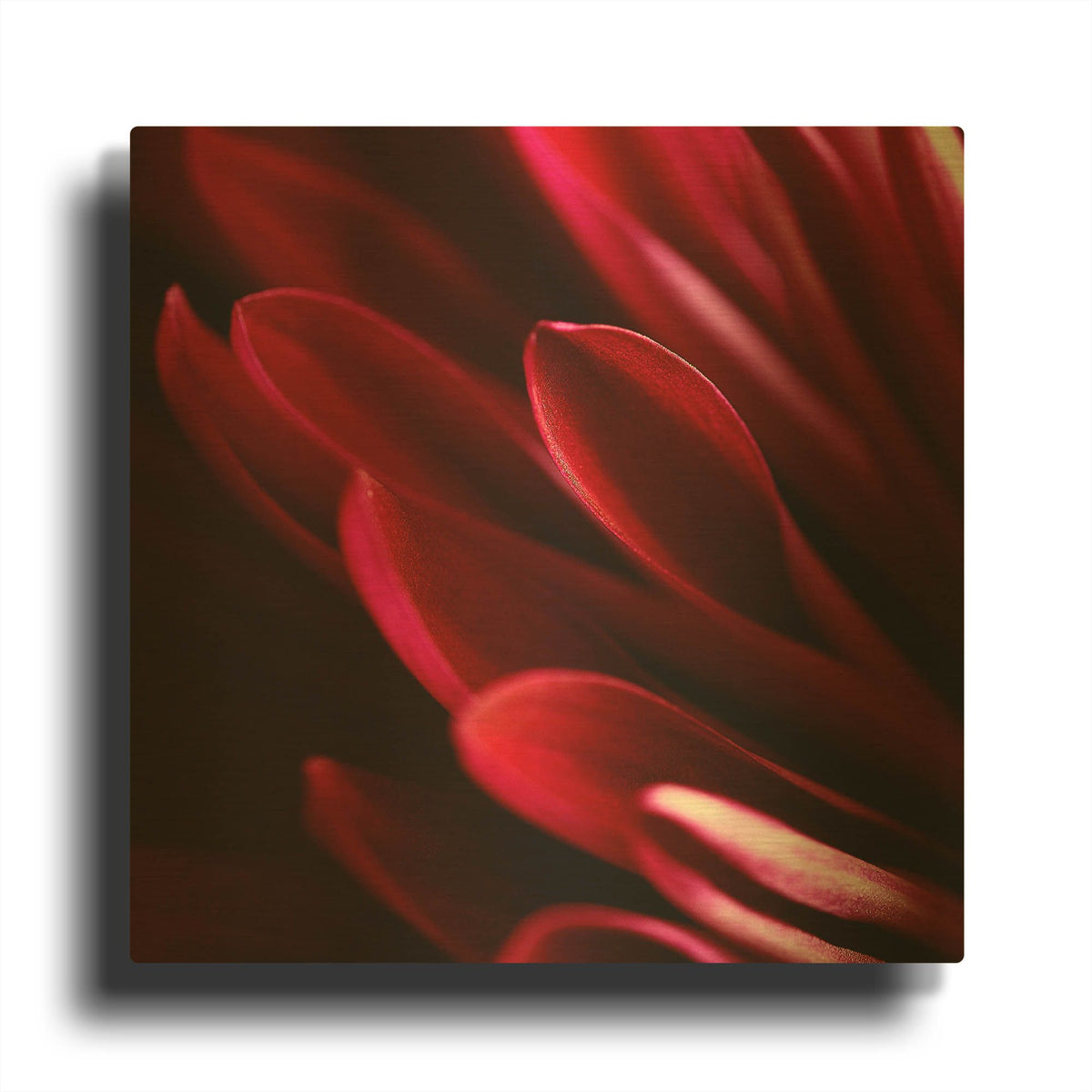 'Red Chrysanthemum Close up 01' By Tom Quartermaine Gold Metal Wall Art