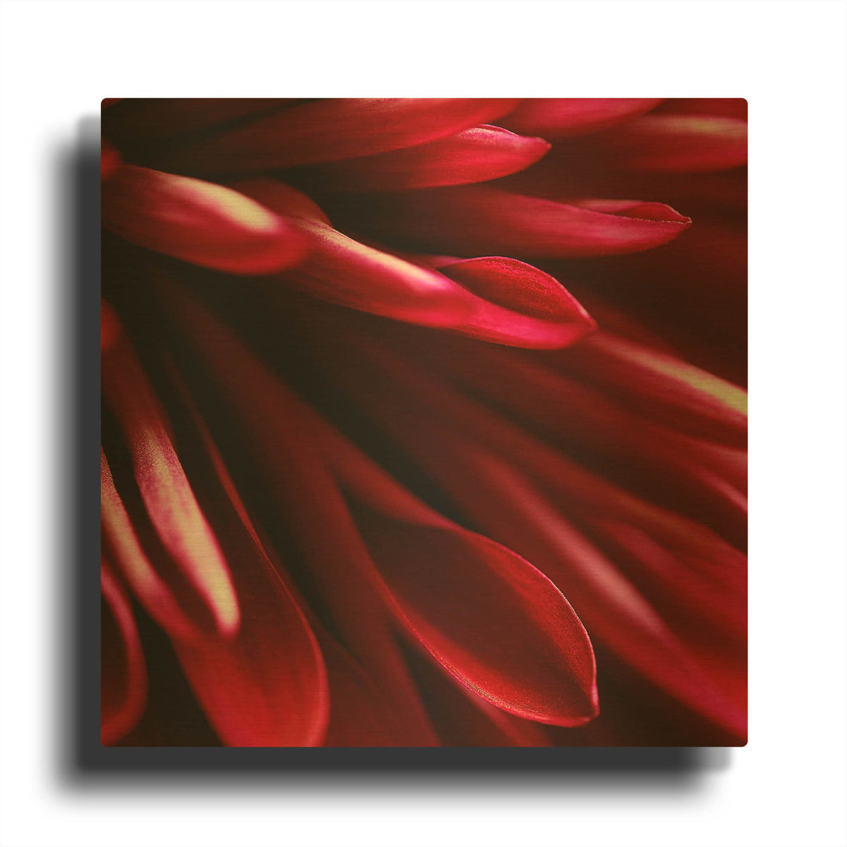 'Red Chrysanthemum Close up 02' By Tom Quartermaine Gold Metal Wall Art