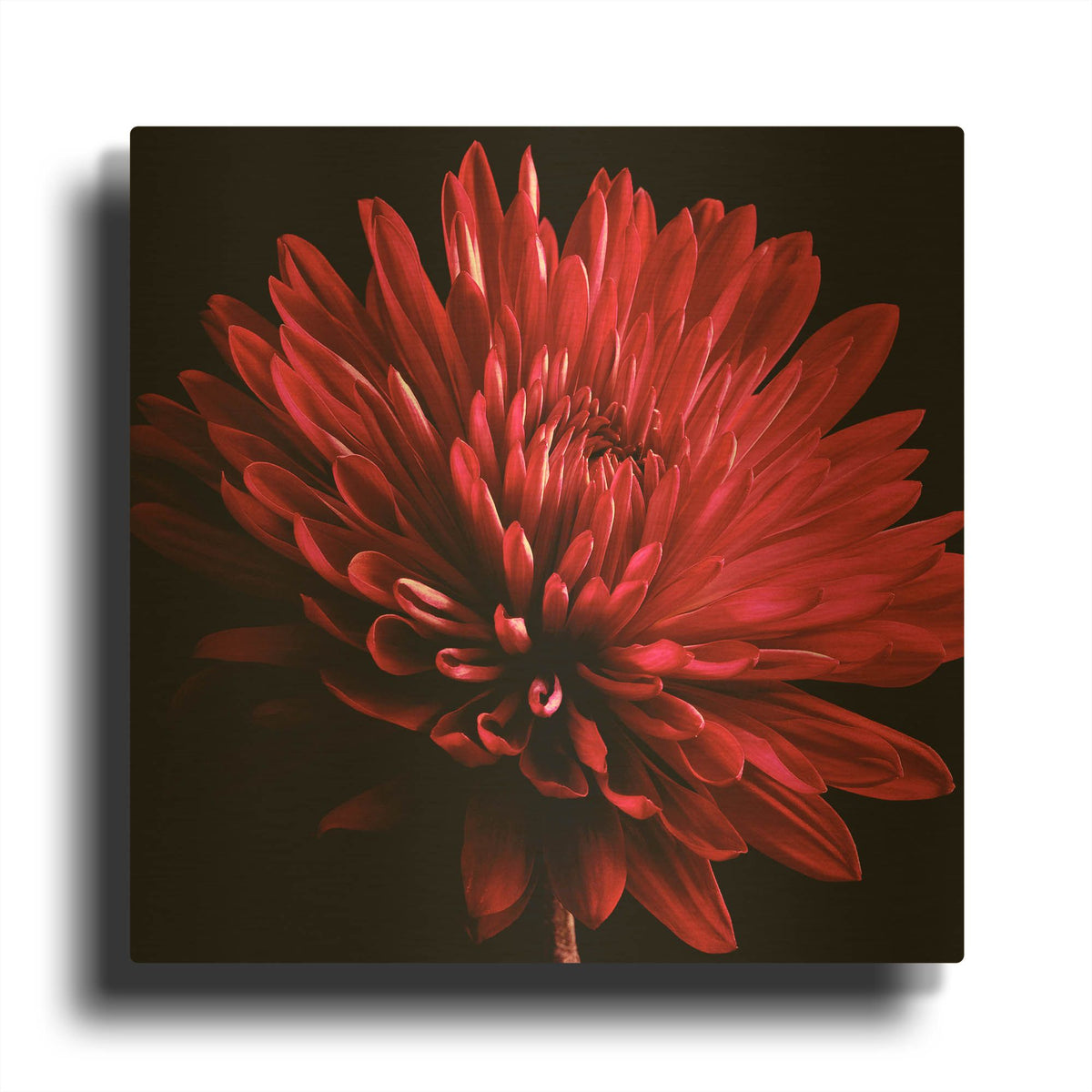'Red Chrysanthemum on Black' By Tom Quartermaine Gold Metal Wall Art