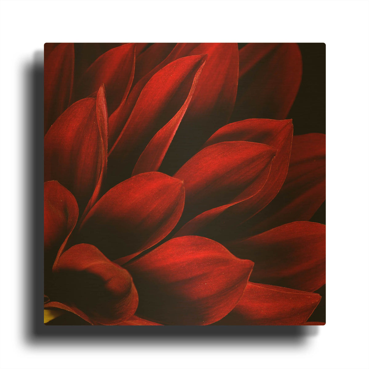 'Red Dahlia Close up' By Tom Quartermaine Gold Metal Wall Art