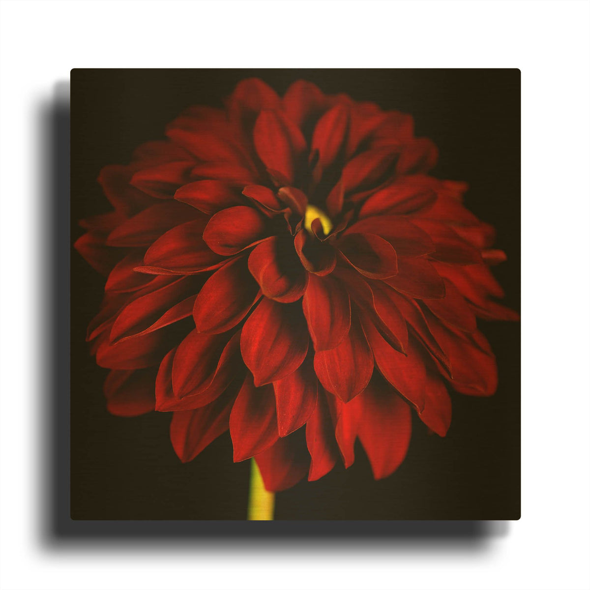 'Red Dahlia on Black 01' By Tom Quartermaine Gold Metal Wall Art