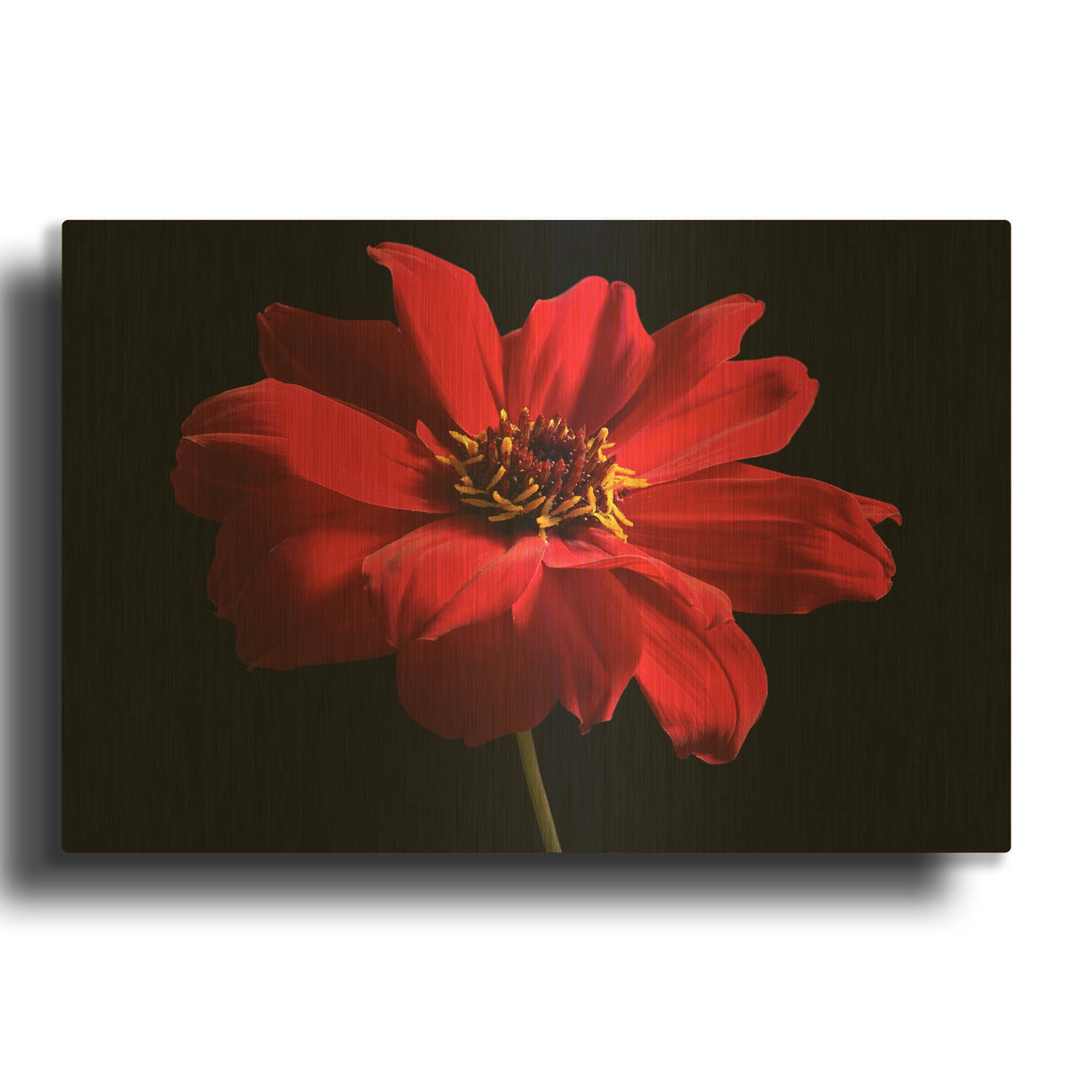 'Red Flower on Black 01' By Tom Quartermaine Gold Metal Wall Art