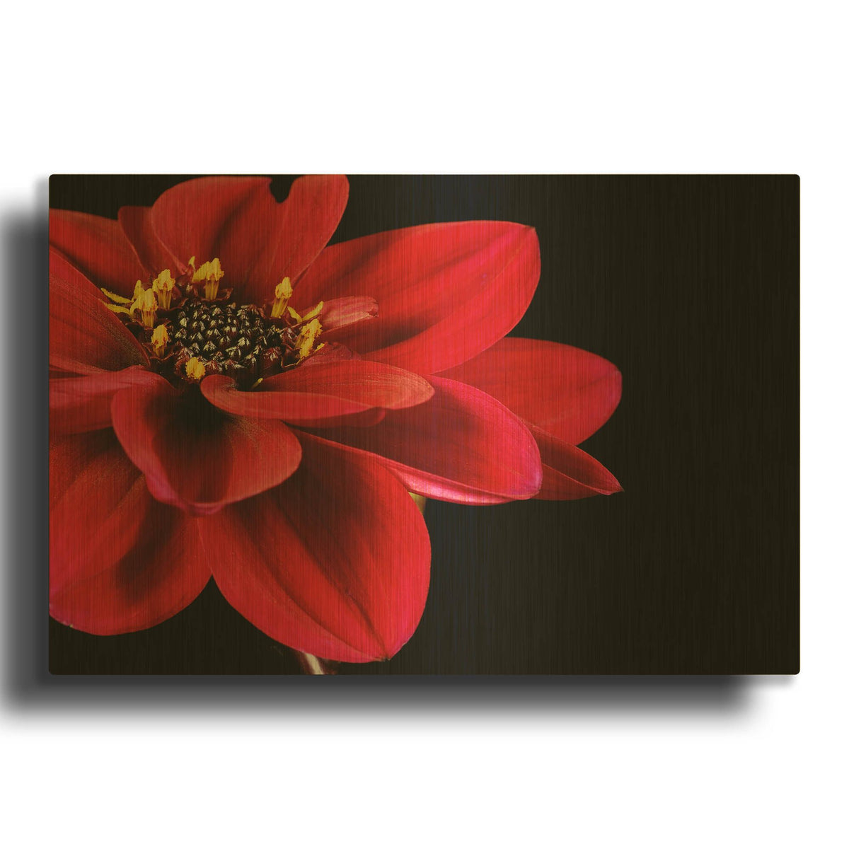 'Red Flower on Black 02' By Tom Quartermaine Gold Metal Wall Art