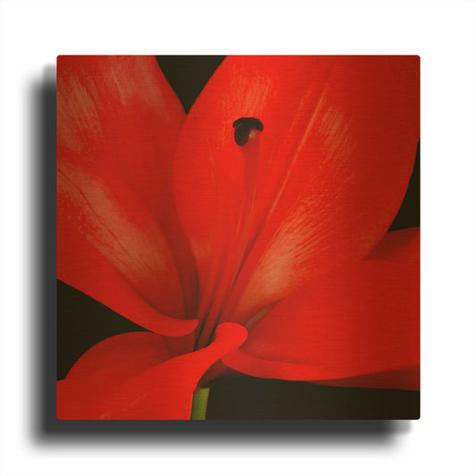 'Red Flower on Black 03' By Tom Quartermaine Gold Metal Wall Art