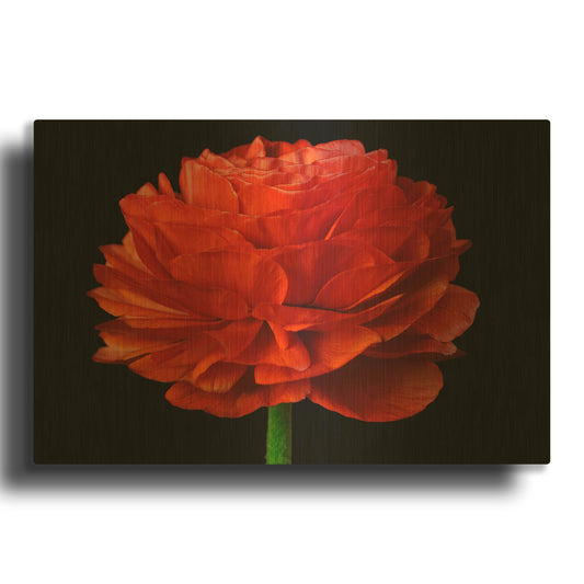 'Red Flower on Black 04' By Tom Quartermaine Gold Metal Wall Art