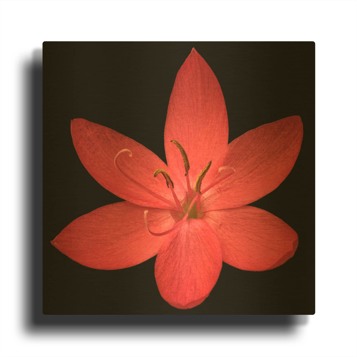 'Red Flower on Black 06' By Tom Quartermaine Gold Metal Wall Art