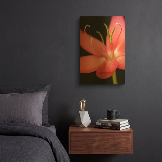 'Red Flower on Black 07' By Tom Quartermaine Gold Metal Wall Art