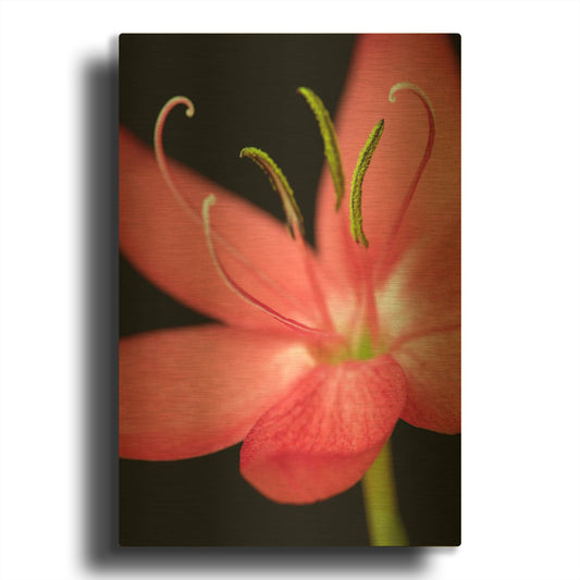 'Red Flower on Black 07' By Tom Quartermaine Gold Metal Wall Art