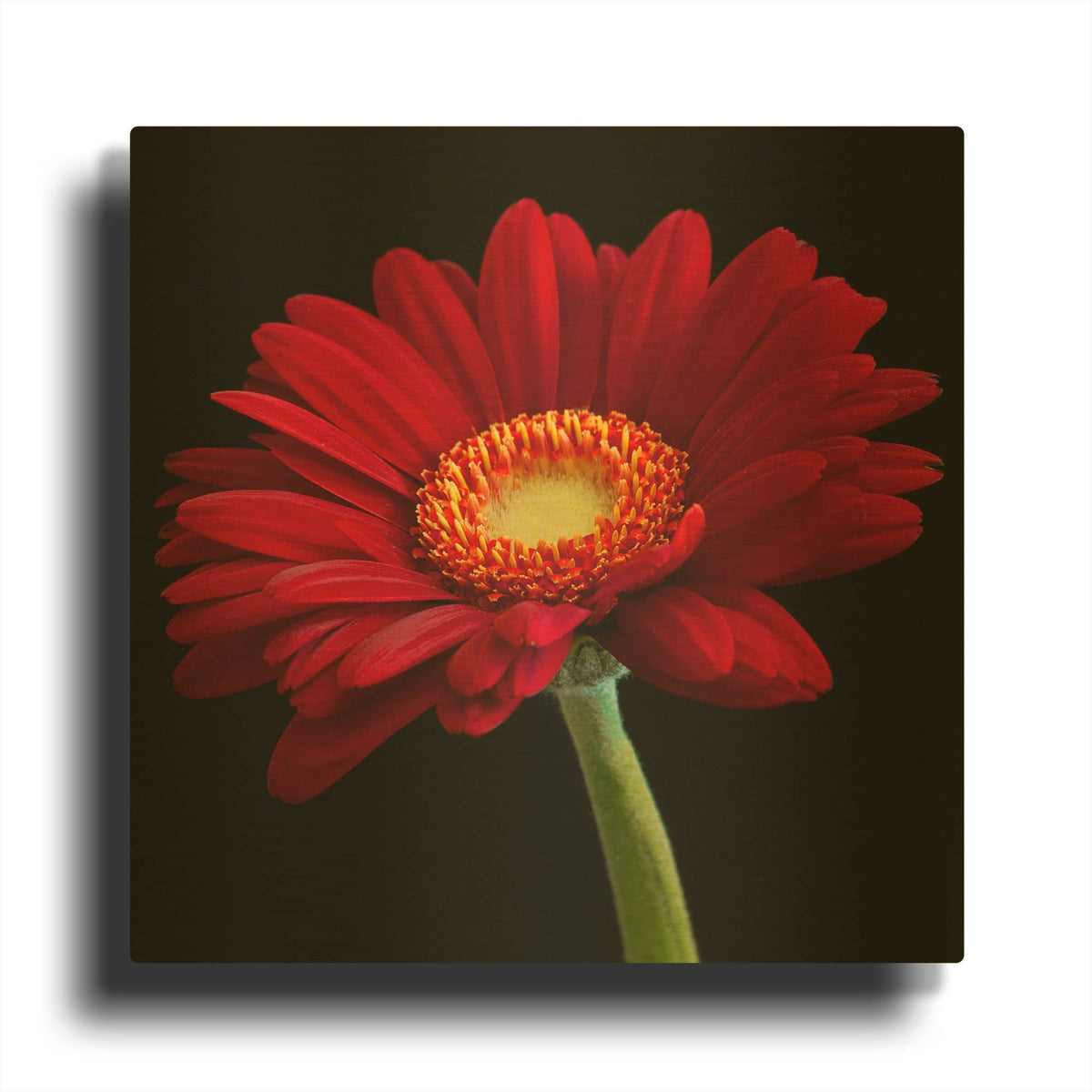 'Red Gerbera on Black 01' By Tom Quartermaine Gold Metal Wall Art
