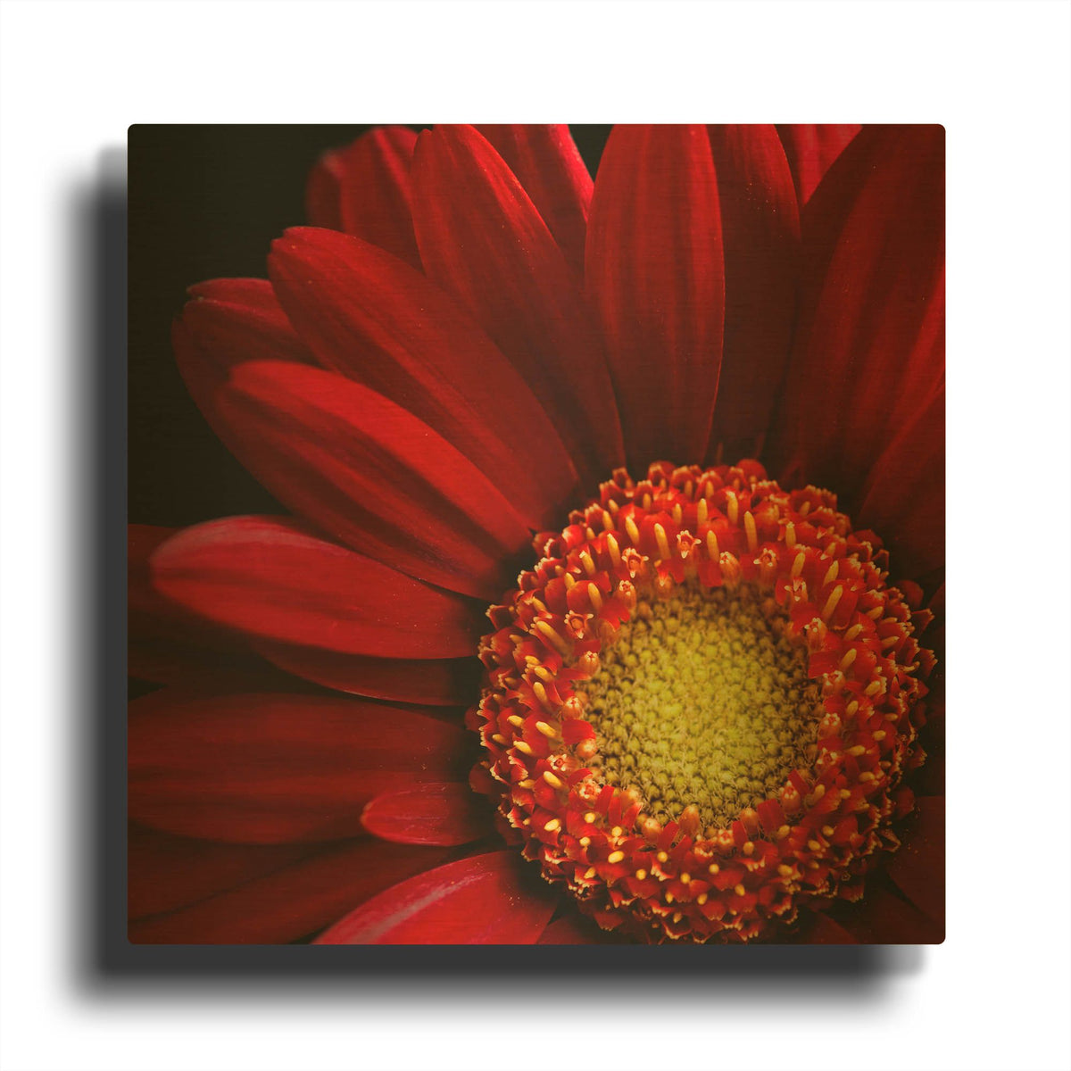 'Red Gerbera on Black 02' By Tom Quartermaine Gold Metal Wall Art