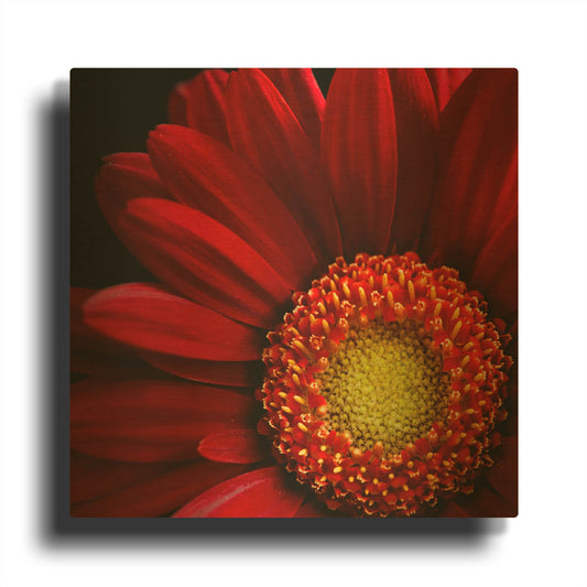 'Red Gerbera on Black 02' By Tom Quartermaine Gold Metal Wall Art