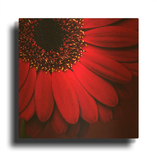 'Red Gerbera on Red 01' By Tom Quartermaine Gold Metal Wall Art