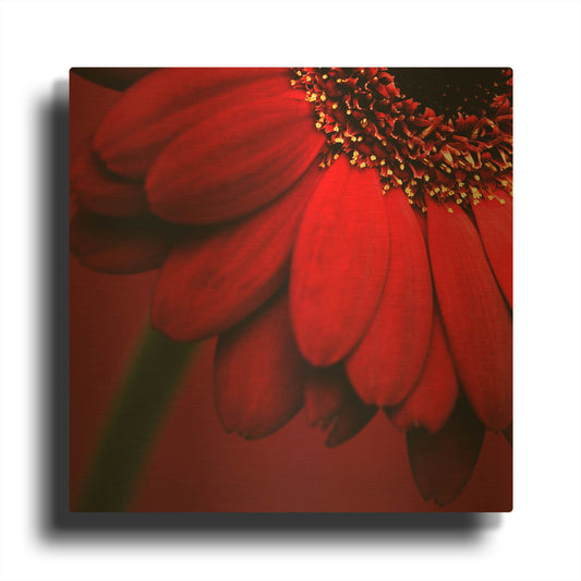 'Red Gerbera on Red 02' By Tom Quartermaine Gold Metal Wall Art