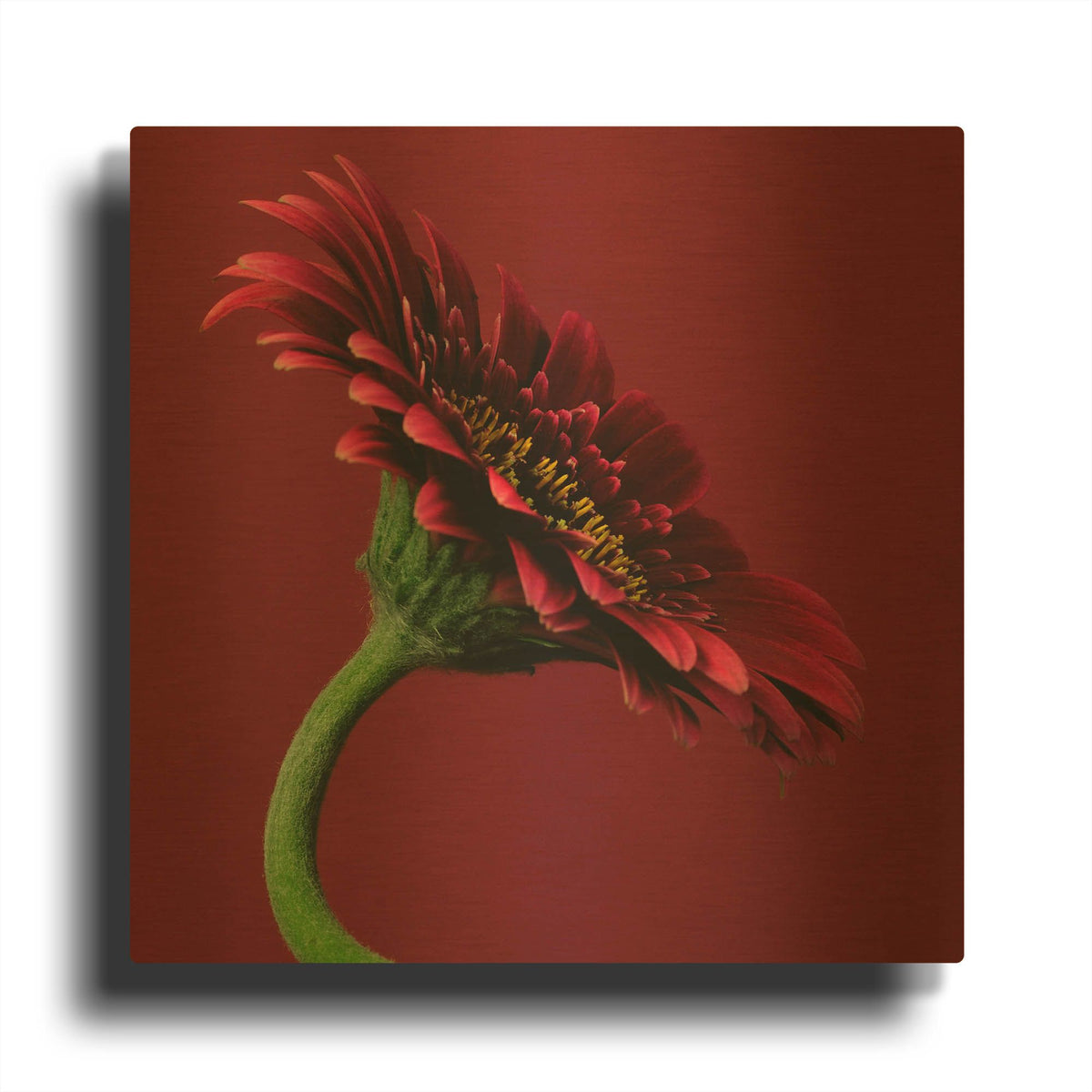 'Red Gerbera on Red 05' By Tom Quartermaine Gold Metal Wall Art