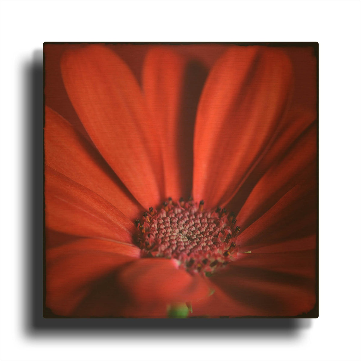 'Red Gerbera on Red 06' By Tom Quartermaine Gold Metal Wall Art
