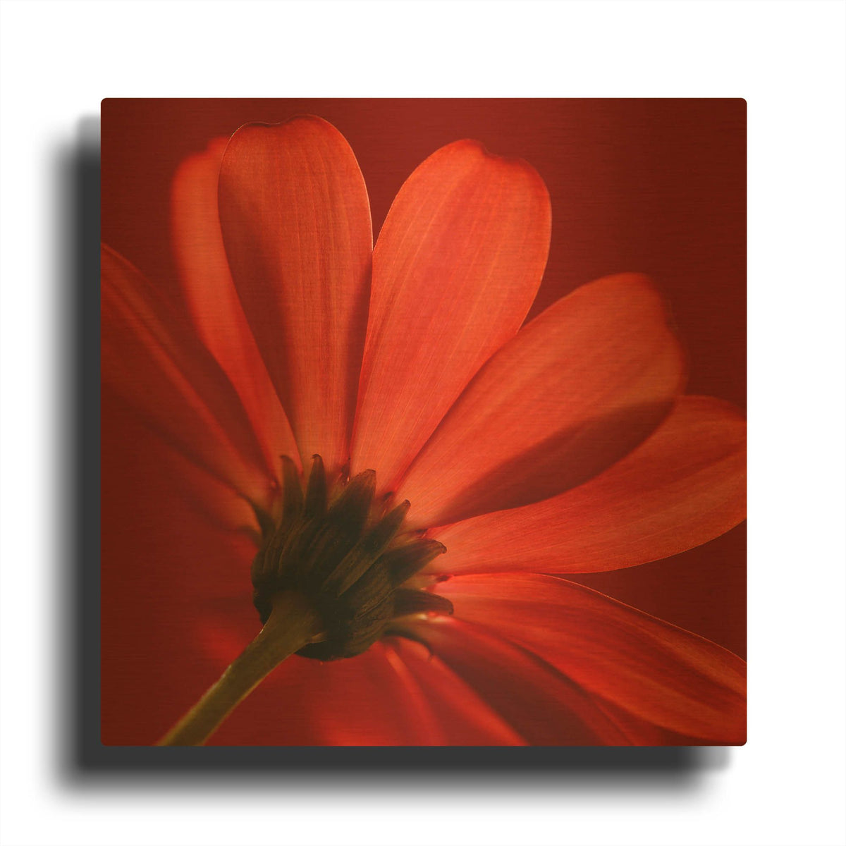 'Red Gerbera on Red 08' By Tom Quartermaine Gold Metal Wall Art