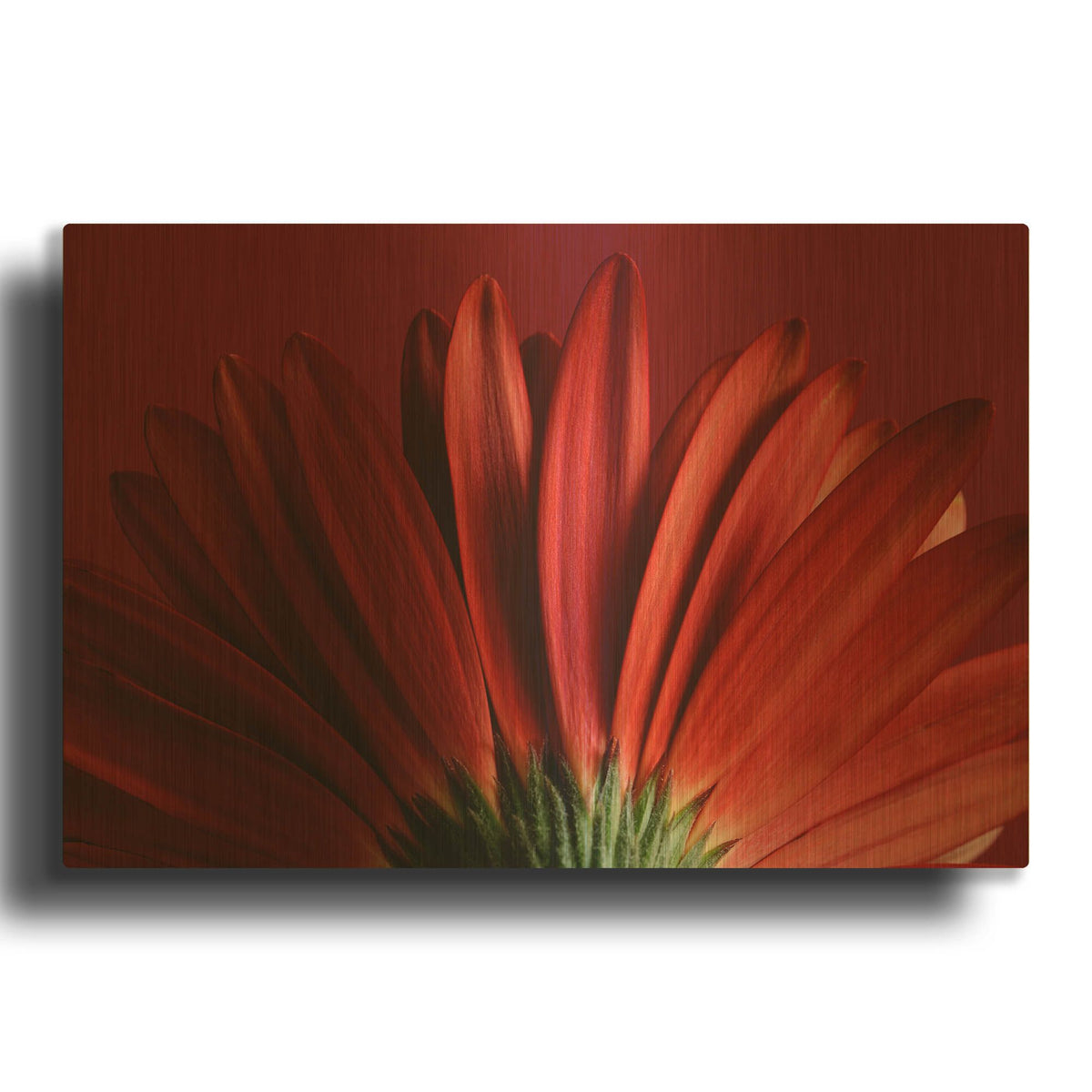 'Red Gerbera on Red 09' By Tom Quartermaine Gold Metal Wall Art