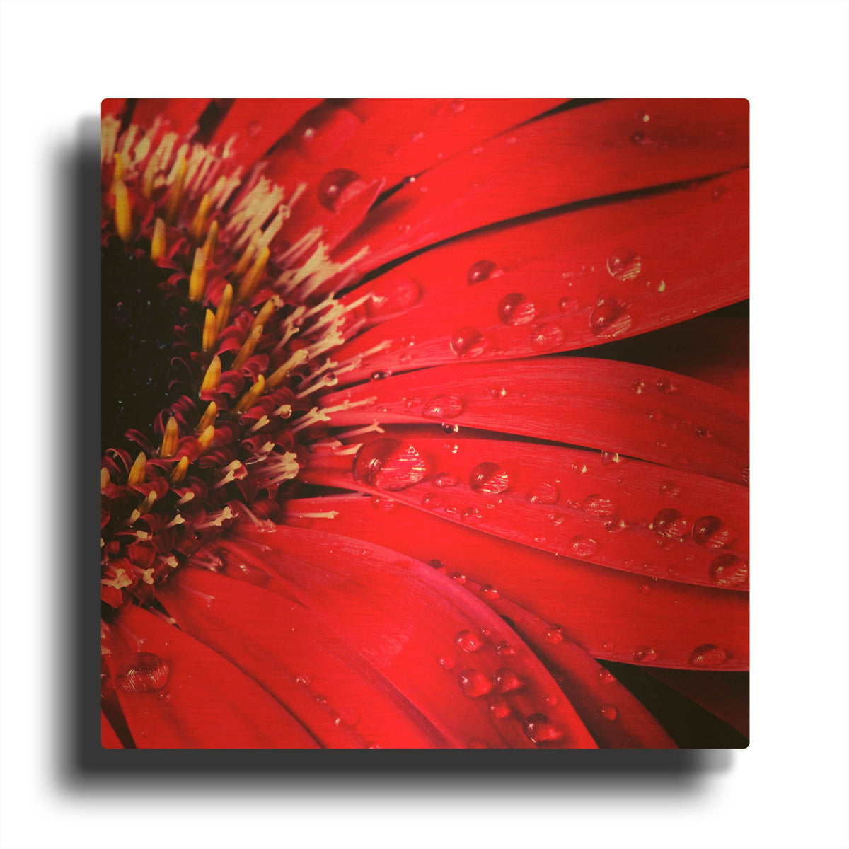 'Red Gerbera with Waterdrops 02' By Tom Quartermaine Gold Metal Wall Art