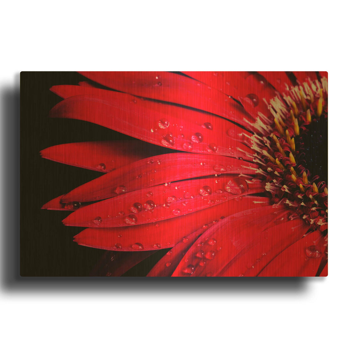 'Red Gerbera with Waterdrops 03' By Tom Quartermaine Gold Metal Wall Art