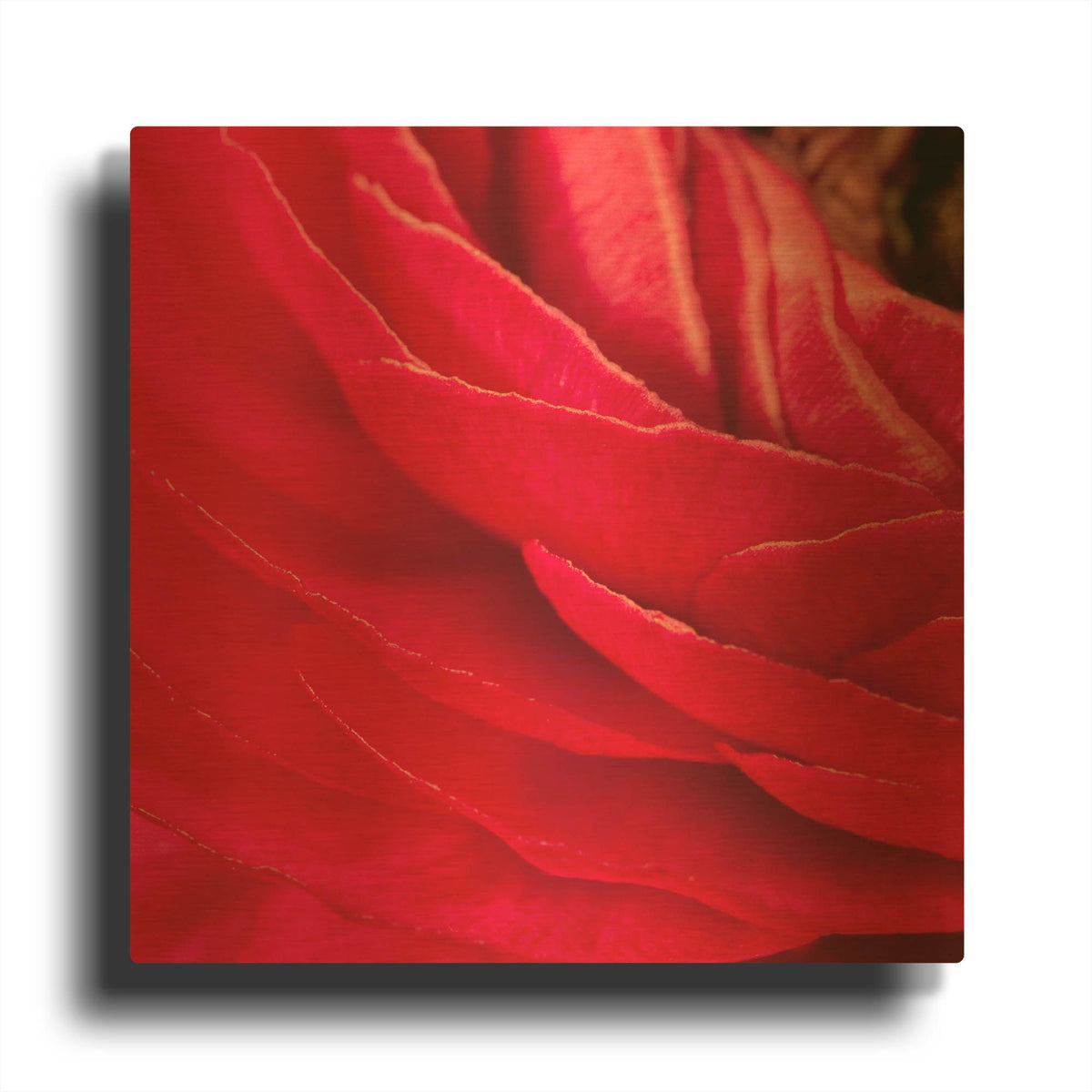 'Red Petals Close Up' By Tom Quartermaine Gold Metal Wall Art