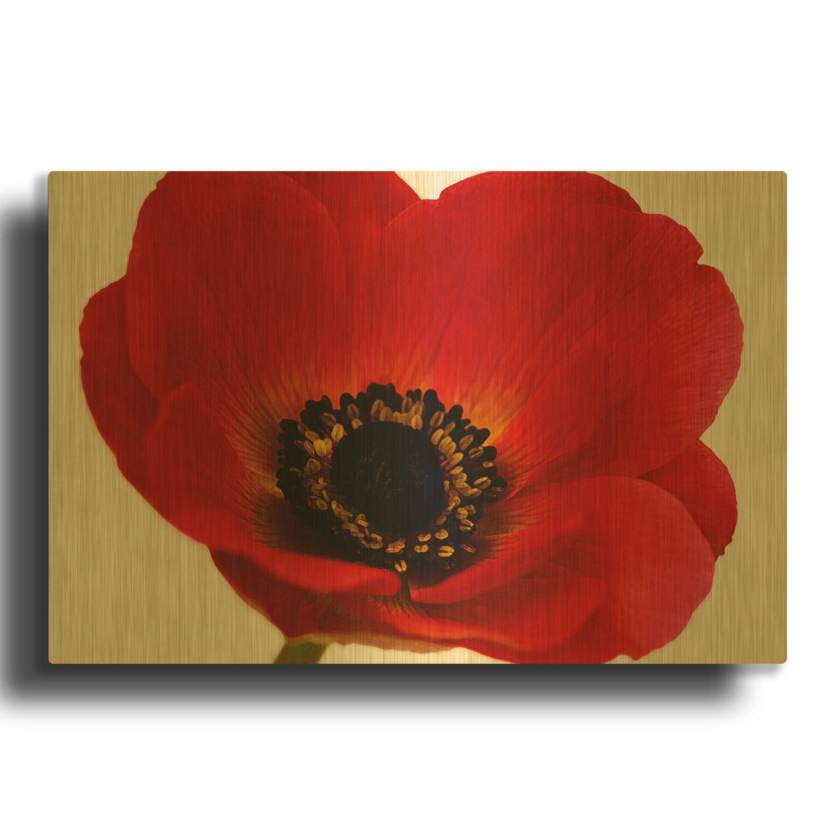 'Red Poppy 01' By Tom Quartermaine Gold Metal Wall Art