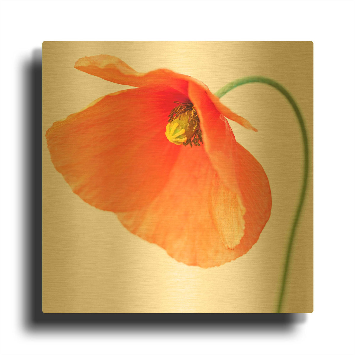 'Red Poppy On White 01' By Tom Quartermaine Gold Metal Wall Art