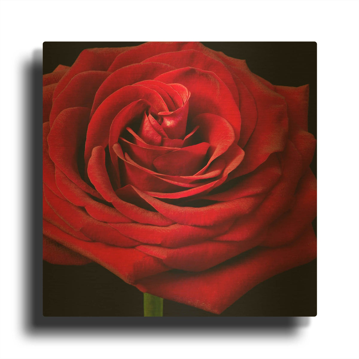 'Red Rose 02' By Tom Quartermaine Gold Metal Wall Art