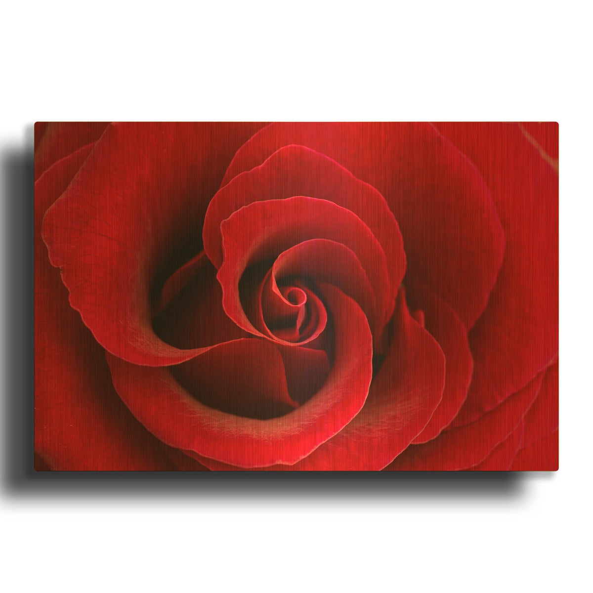 'Red Rose 03' By Tom Quartermaine Gold Metal Wall Art
