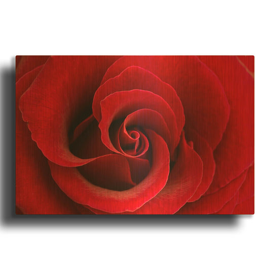 'Red Rose 03' By Tom Quartermaine Gold Metal Wall Art