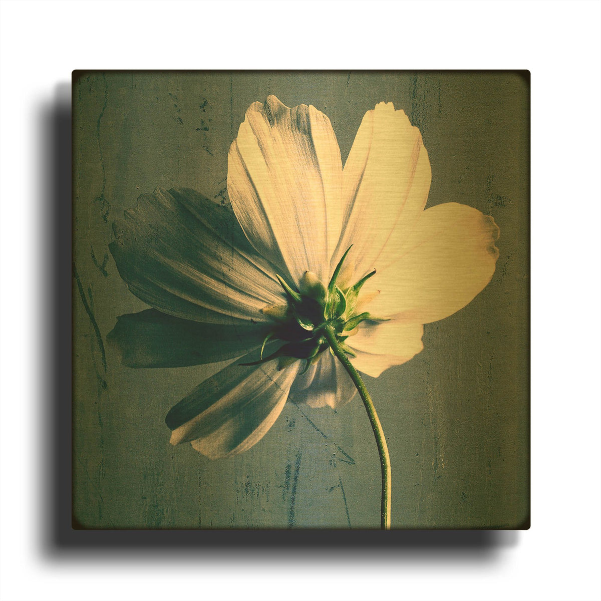 'Reverse Of Cosmos On Blue' By Tom Quartermaine Gold Metal Wall Art