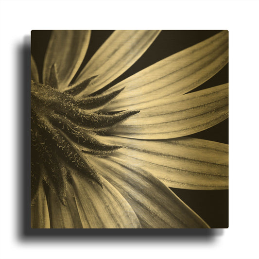 'Reverse Of Flower Bw' By Tom Quartermaine Gold Metal Wall Art
