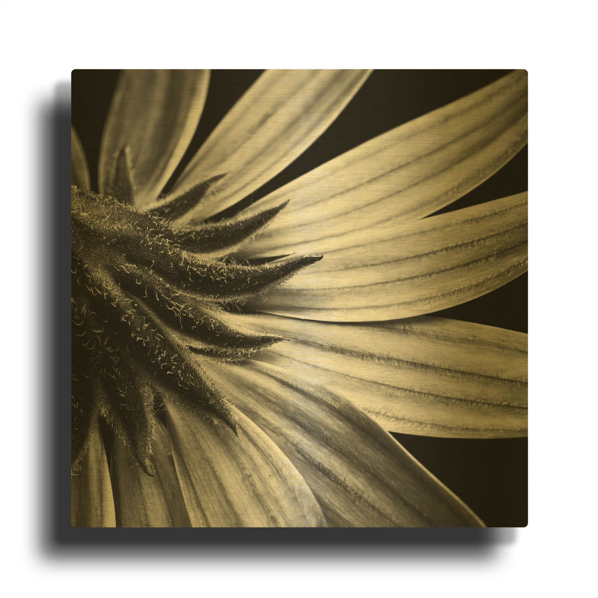 'Reverse Of Flower Bw' By Tom Quartermaine Gold Metal Wall Art