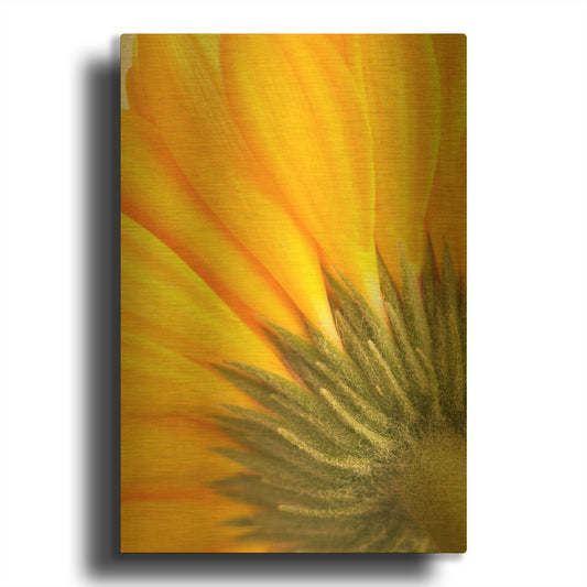 'Reverse Of Yellow Flower' By Tom Quartermaine Gold Metal Wall Art