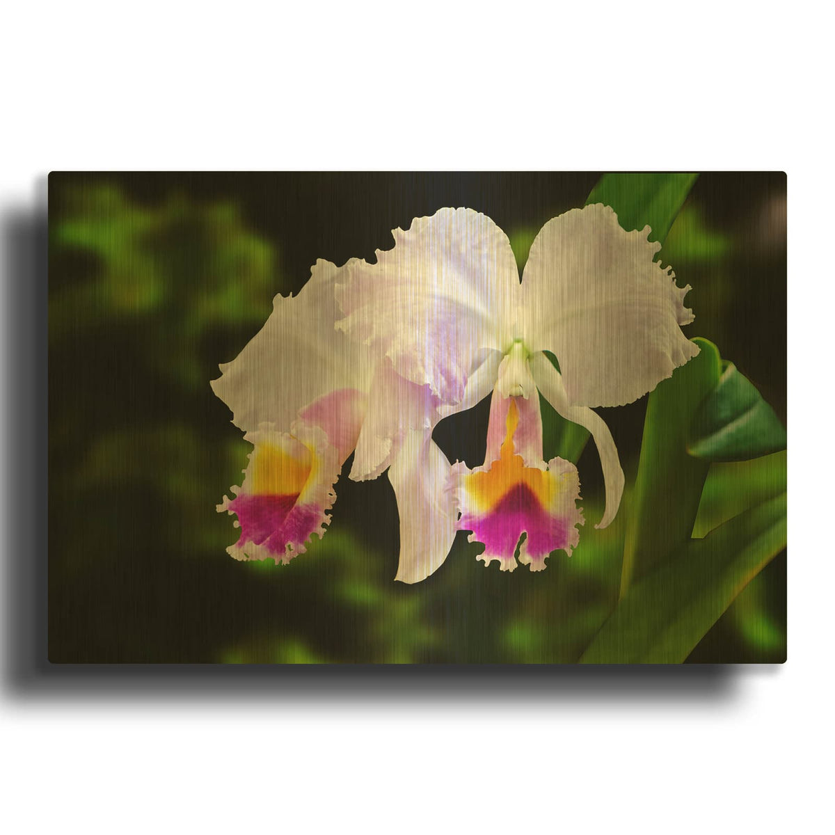 'White, Yellow and Fuchsia Orchids' By Don Spears Gold Metal Wall Art