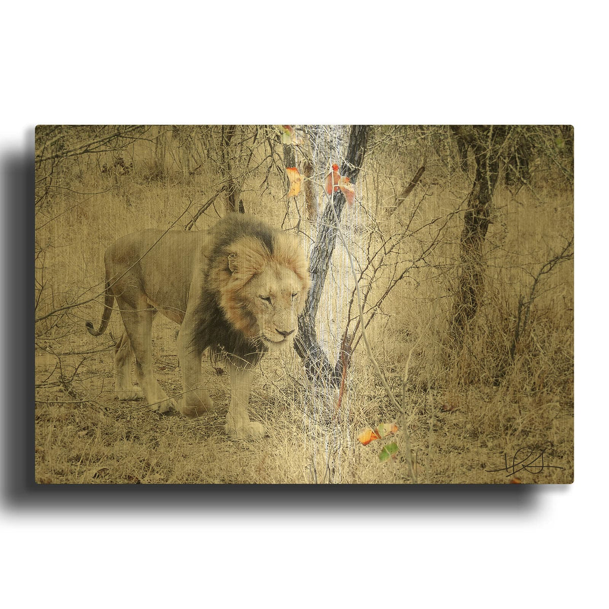 'Lion' By Helene Sobol Gold Metal Wall Art