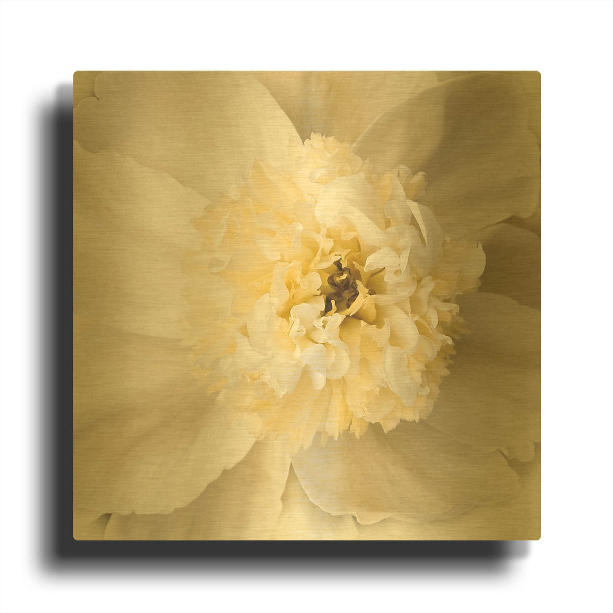 'Peony Praise' By Rebecca Swanson Gold Metal Wall Art