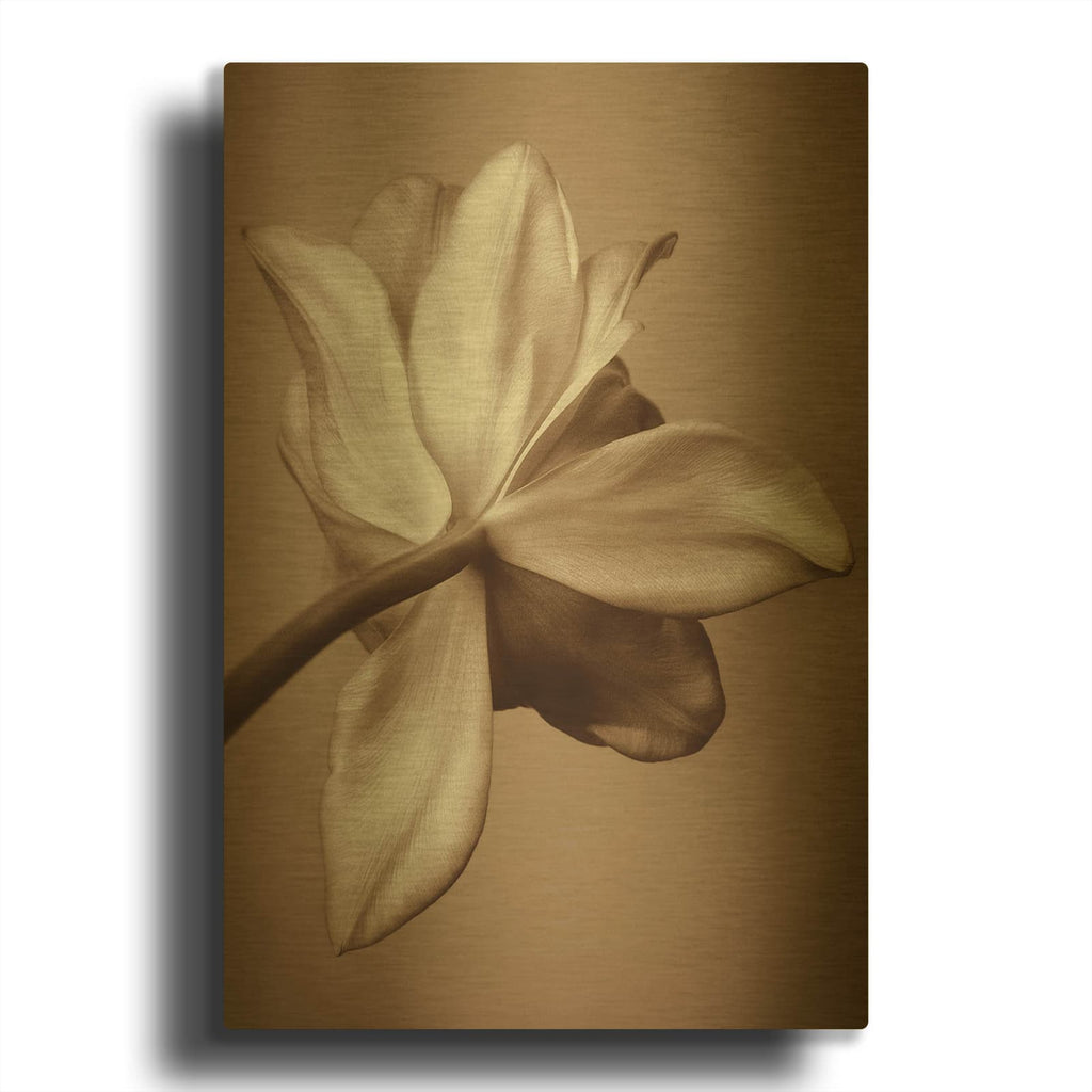 'Moonlight Tulip' By Rebecca Swanson Gold Metal Wall Art