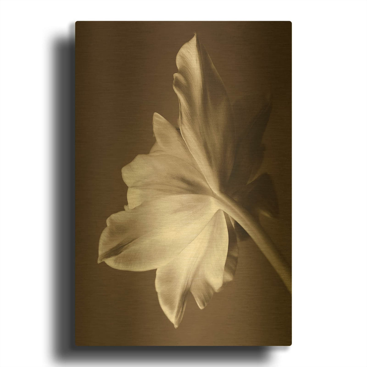 'Moonglow Tulip' By Rebecca Swanson Gold Metal Wall Art