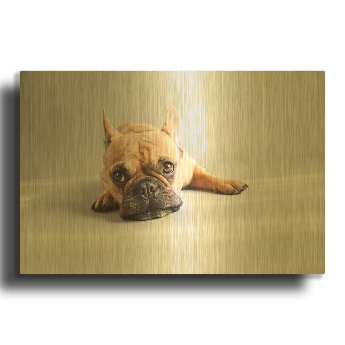 'Sad Frenchie' By Susan Sabo Gold Metal Wall Art