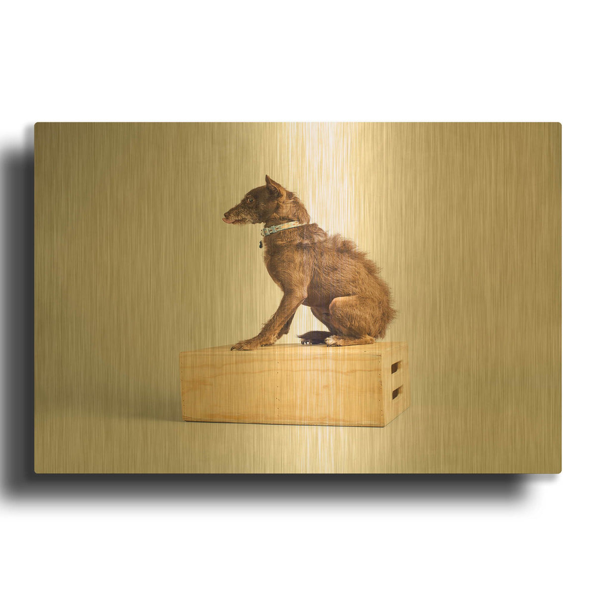 'Side Eye' By Susan Sabo Gold Metal Wall Art