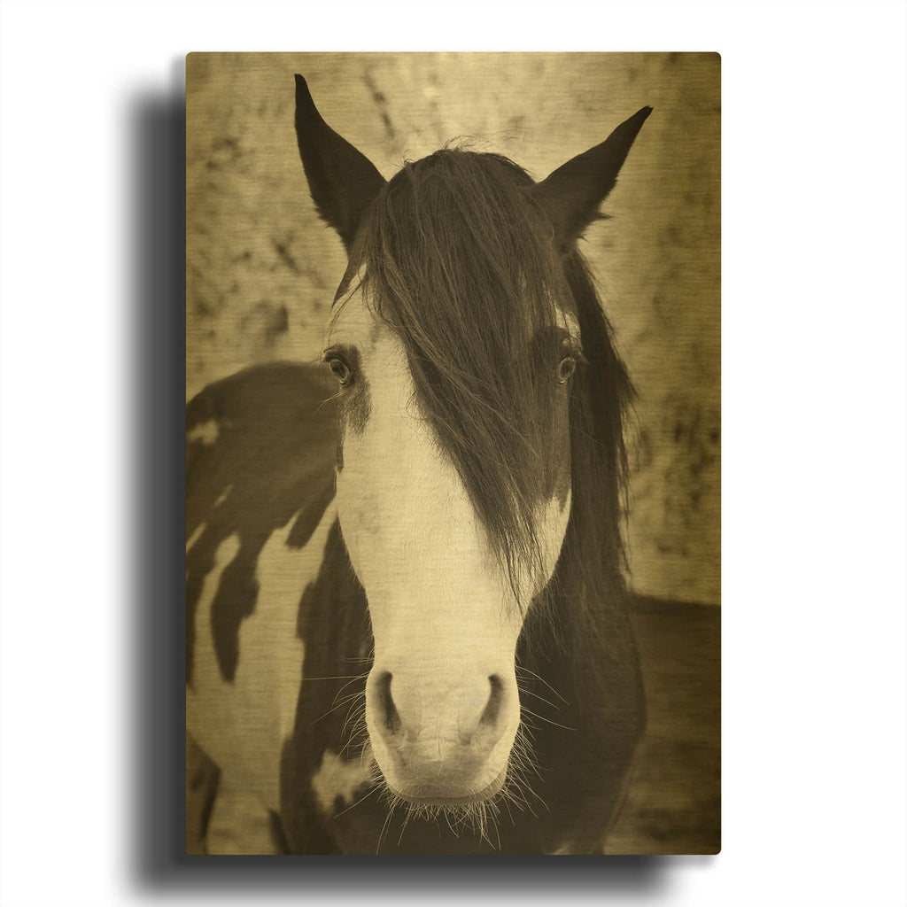 'Pale Eyed Stallion' By Traer Scott Gold Metal Wall Art