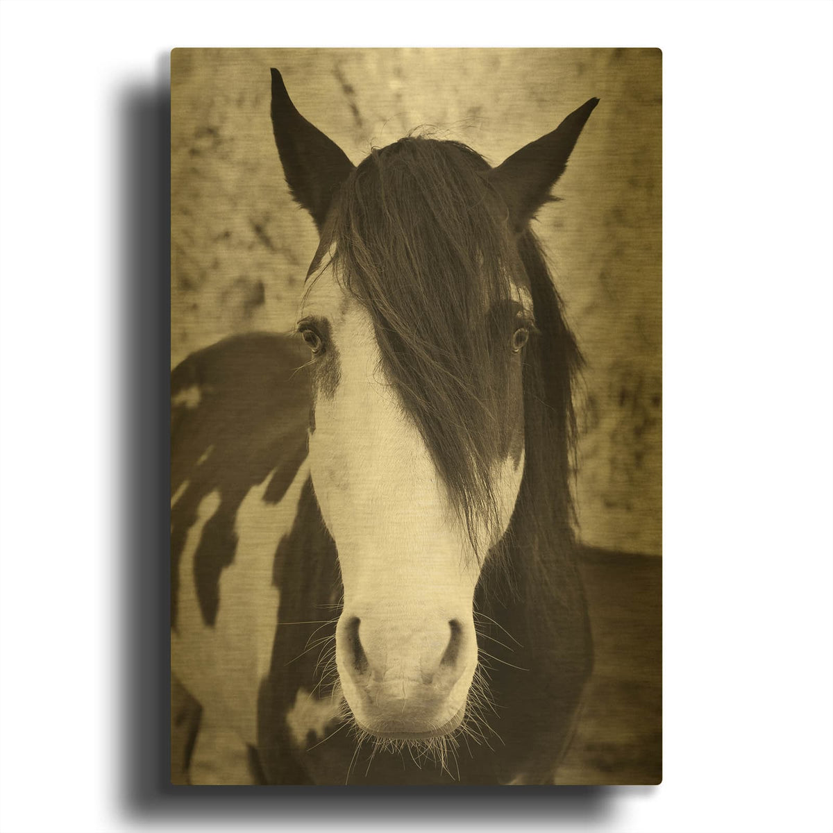 'Pale Eyed Stallion' By Traer Scott Gold Metal Wall Art