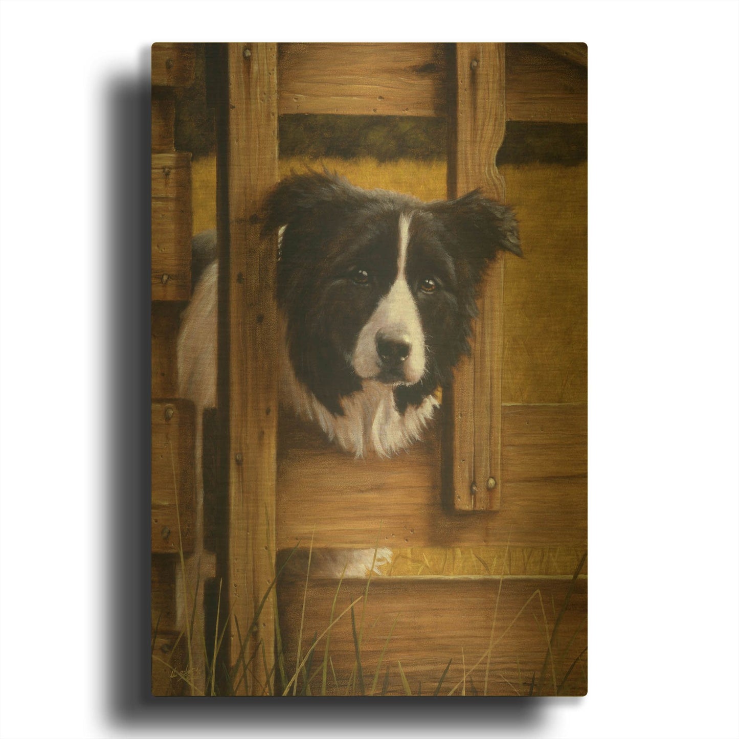 'Border Collie Exploring' By John Silver Gold Metal Wall Art