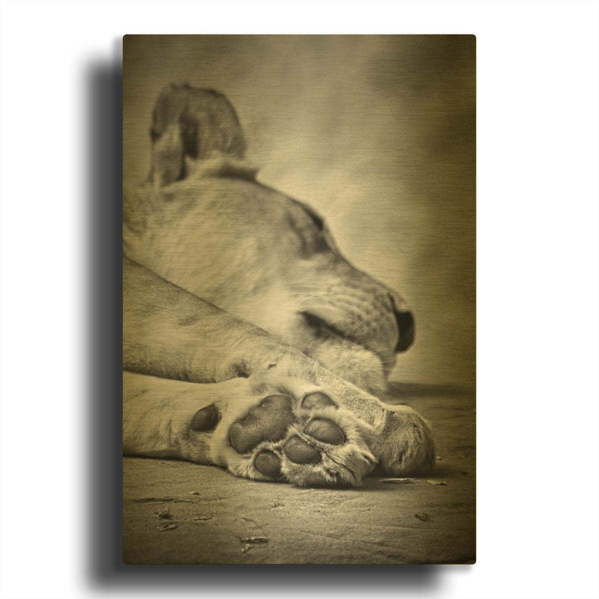 'The Lions Paw' By SD Smart Gold Metal Wall Art
