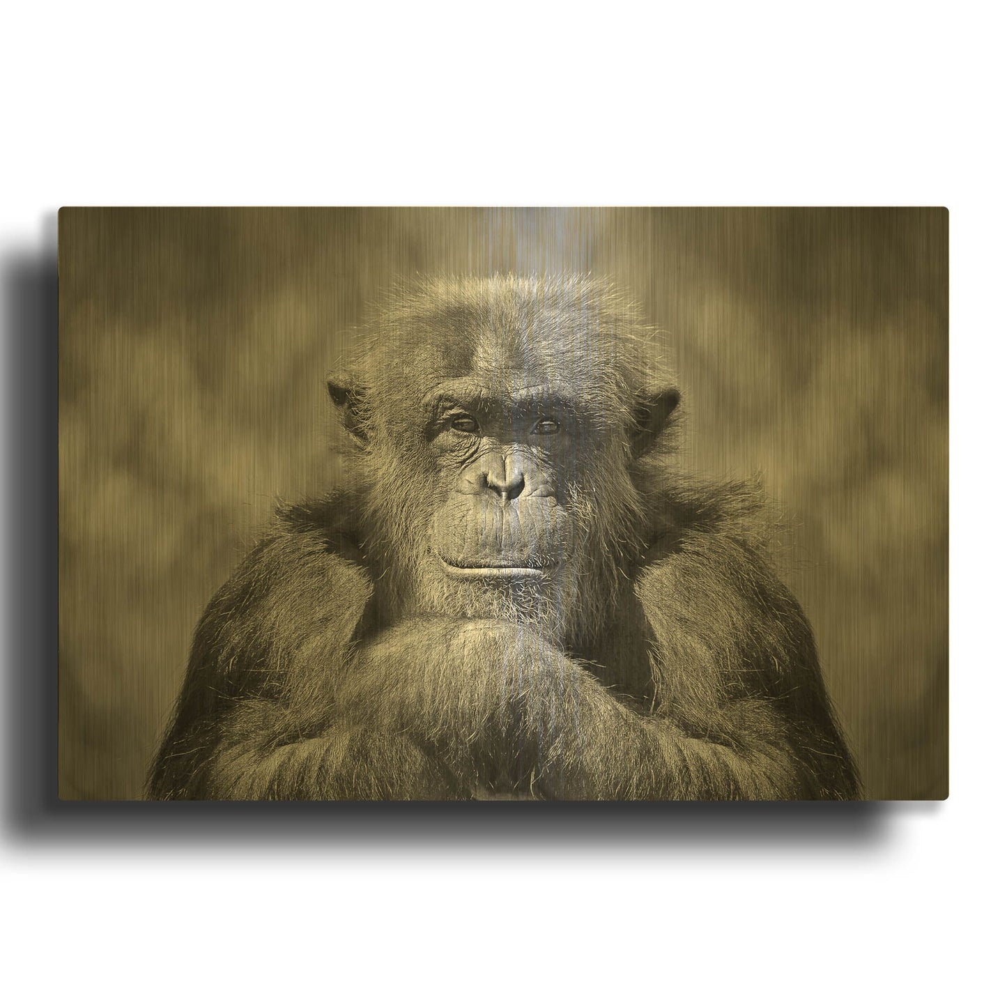 'Chimp' By SD Smart Gold Metal Wall Art